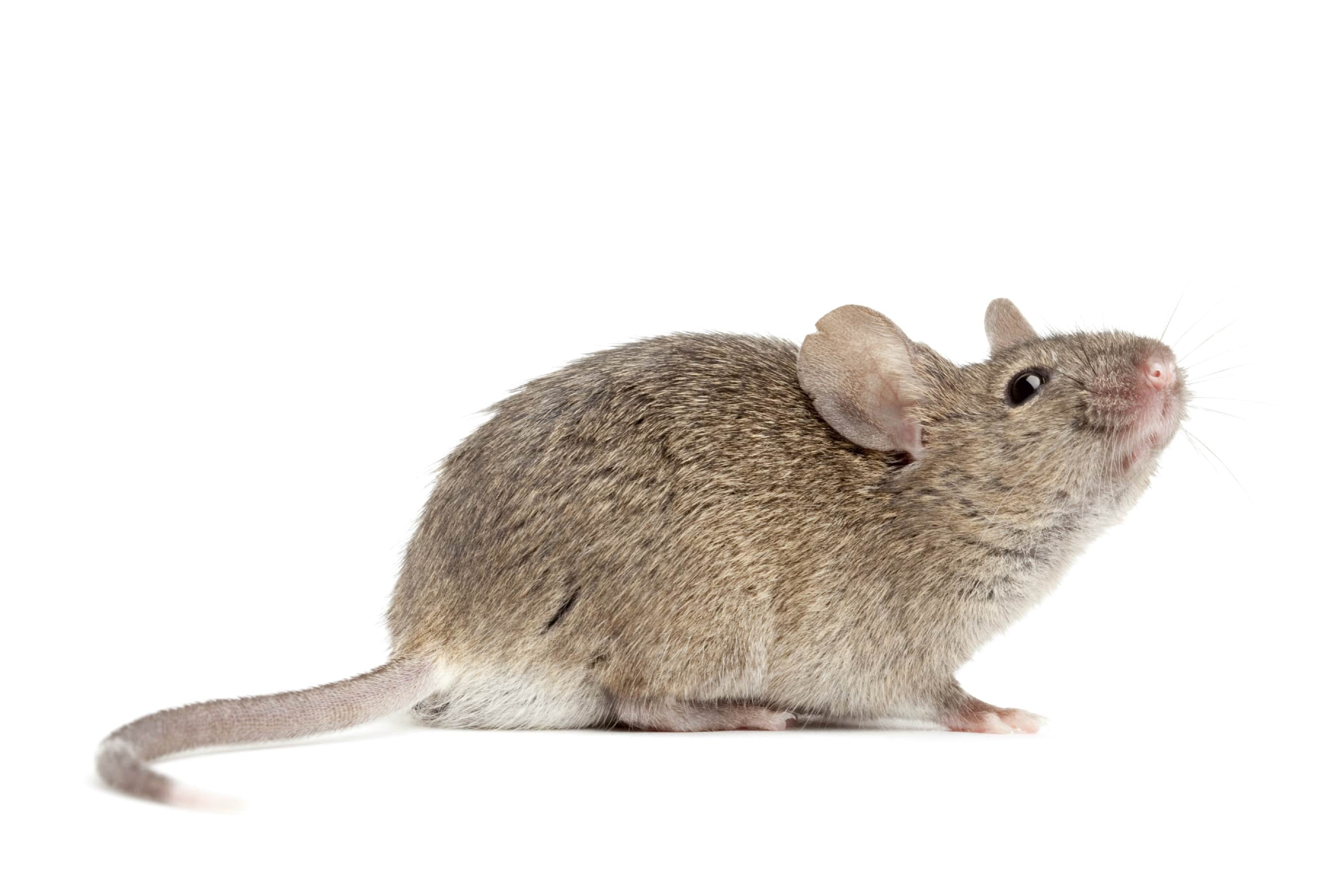 Mouse Pest Control Perth 